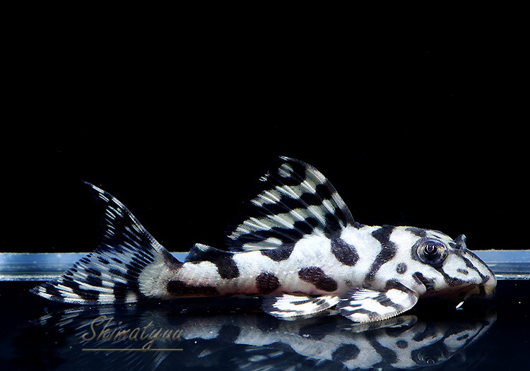 ����ʪ��L236���ꥢ�롡�ᥬ���饦�󥼥֥顡�礭�ܡ�No.05