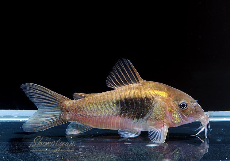 Co���ƥ˥���ƭ����ףɣ̣ġ��ȥڥ롼�ɡ�1ɤ