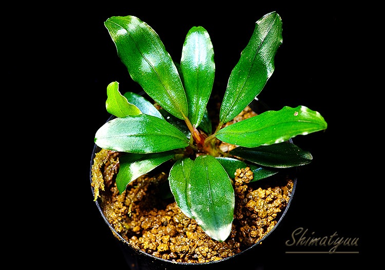 ʪBucephalandra sp. Elegant Blue  2020.7No.46