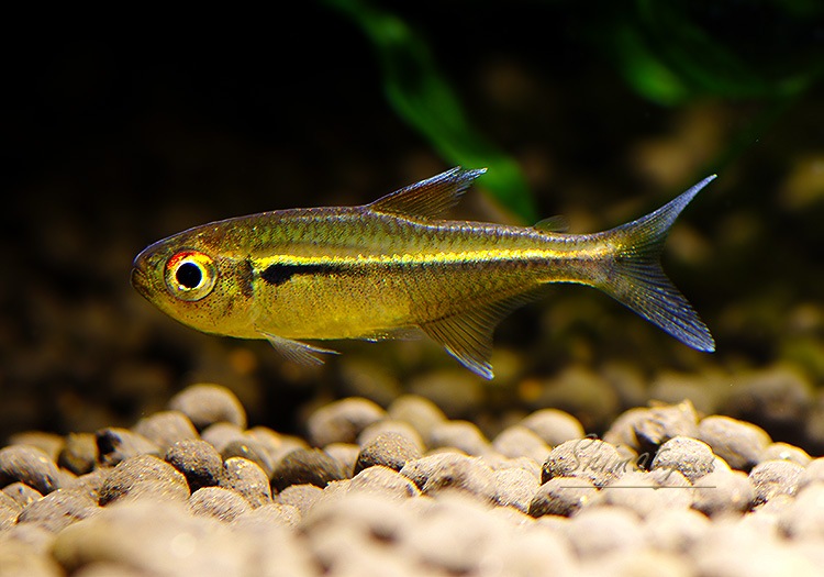 ϥե֥ꥳ.cf. إƥ֥ApuiɡWILD1ɤ