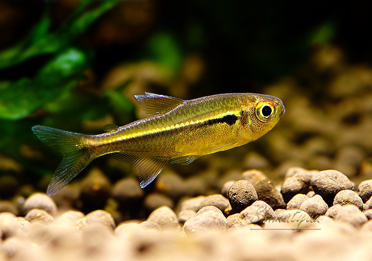 ϥե֥ꥳ.cf. إƥ֥ApuiɡWILD1ɤ