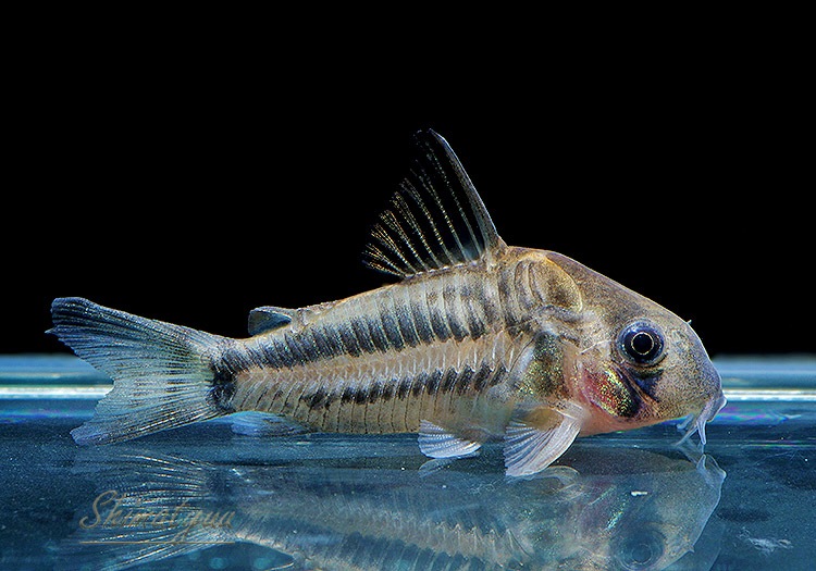 ʪCѥͥꥢWILDMˡNo.06