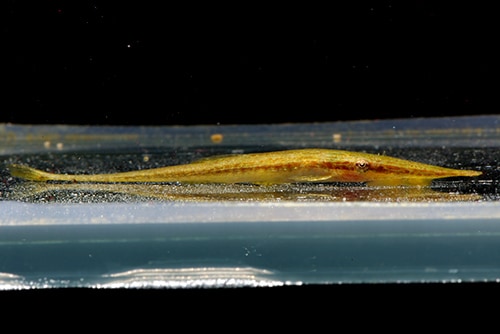 熱帯魚】 グリーンファロエラ 1匹 | プレコ,オトシンクルス/ファロエラ