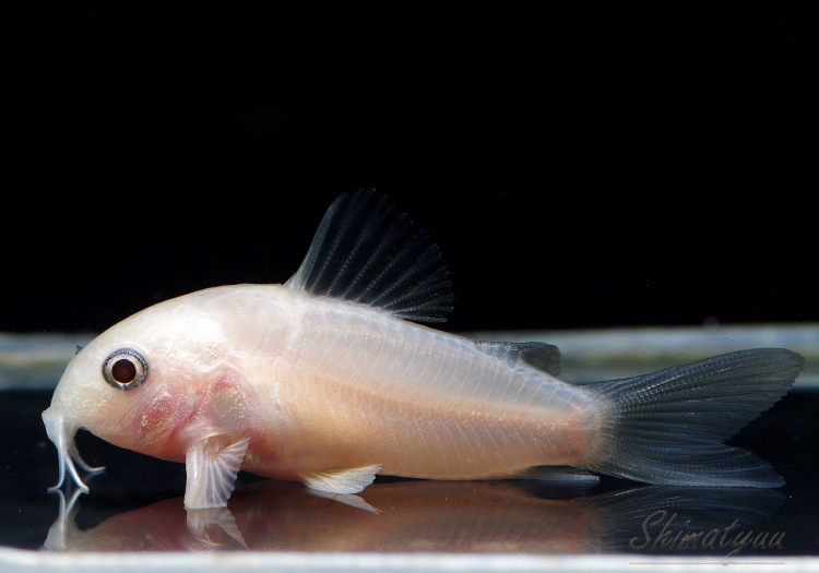 Cｏ ホワイトパンダ 2匹 コリドラス ブリード コリドラス Aqua F東京店通販ショップ