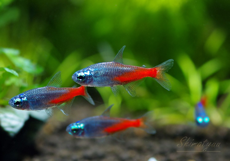 熱帯魚】 ダイヤモンドヘッド・ネオンテトラ 10匹 | 熱帯魚,カラシン