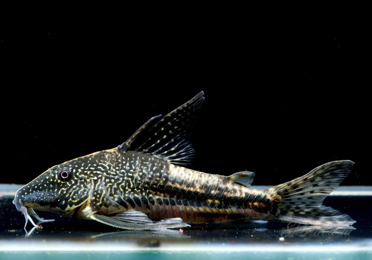 Co バルバータス WILD 3Pr | コリドラス,コリドラスの近縁種