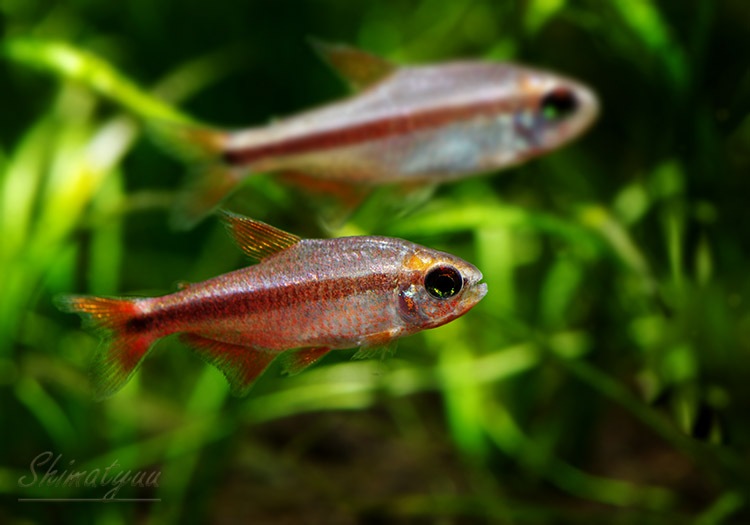 熱帯魚】 レッドデビル・テトラ WILD 1Pr | 熱帯魚,カラシンWild