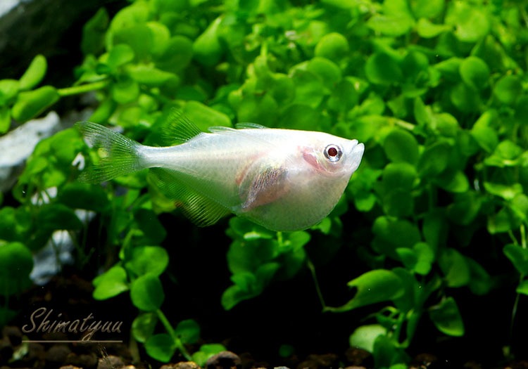 熱帯魚】 アルビノ・シルバーハチェット 1匹 | 熱帯魚,カラシン