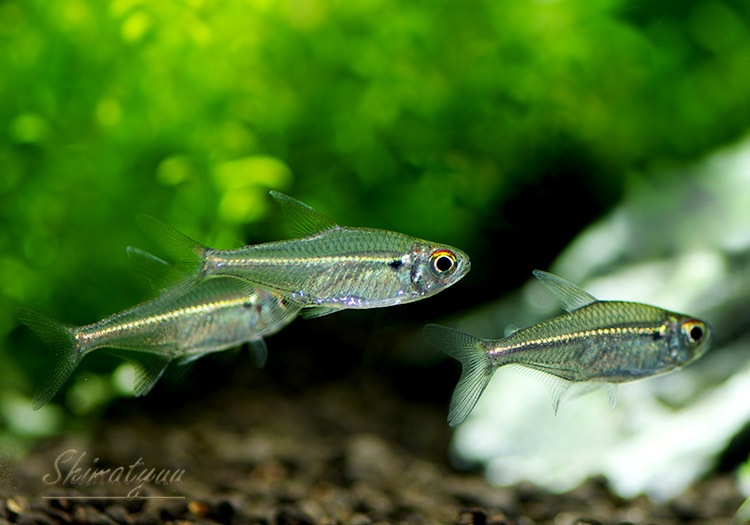 熱帯魚】 ヘミグラムス sp 赤目金線 WILD 1匹 | 熱帯魚,カラシンWild