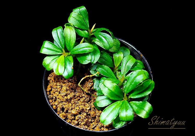 ひ*ろ様 Bucephalandra sp. Violet Bolsom 5株 ひ*ろ様 Bucephalandra sp. Violet Bolsom 5株 ブセファランドラ