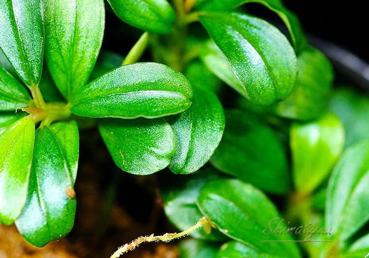 ����ʪ��Bucephalandra sp. Metallic Purple�����  2020.10��No.47