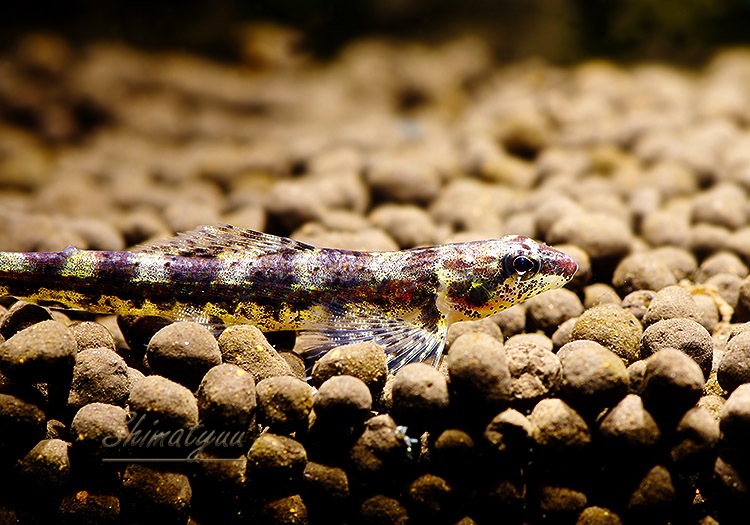 ��Ǯ�ӵ��ۡ����饭�ǥ����� SP .�֥�å����ӡ����������ȥͥ����ɡ��礭�ܡ�WILD��3ɤ