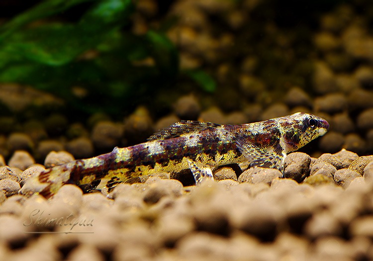 ��Ǯ�ӵ��ۡ����饭�ǥ����� SP .�֥�å����ӡ����������ȥͥ����ɡ��礭�ܡ�WILD��3ɤ