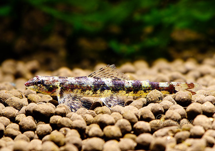 ��Ǯ�ӵ��ۡ����饭�ǥ����� SP .�֥�å����ӡ����������ȥͥ����ɡ��礭�ܡ�WILD��3ɤ