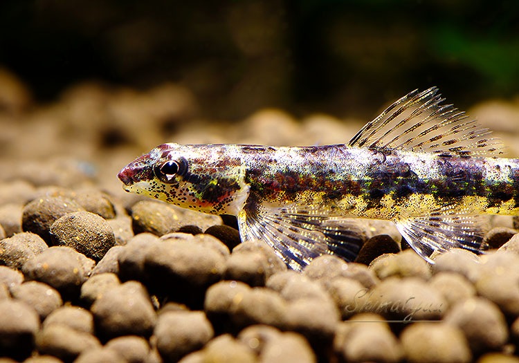 ��Ǯ�ӵ��ۡ����饭�ǥ����� SP .�֥�å����ӡ����������ȥͥ����ɡ��礭�ܡ�WILD��3ɤ