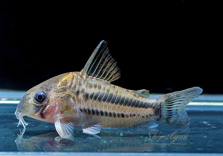 ʪCѥͥꥢWILDMˡNo.07