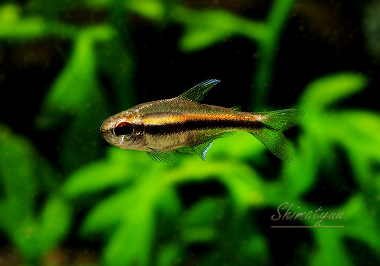 ください 熱帯魚 ハイフェソブリコン ヴィルマエ ワイルド ３匹 北海道 九州航空便要保温 沖縄別途送料 チャーム Charm Paypayモール店 通販 Paypayモール レモンテト