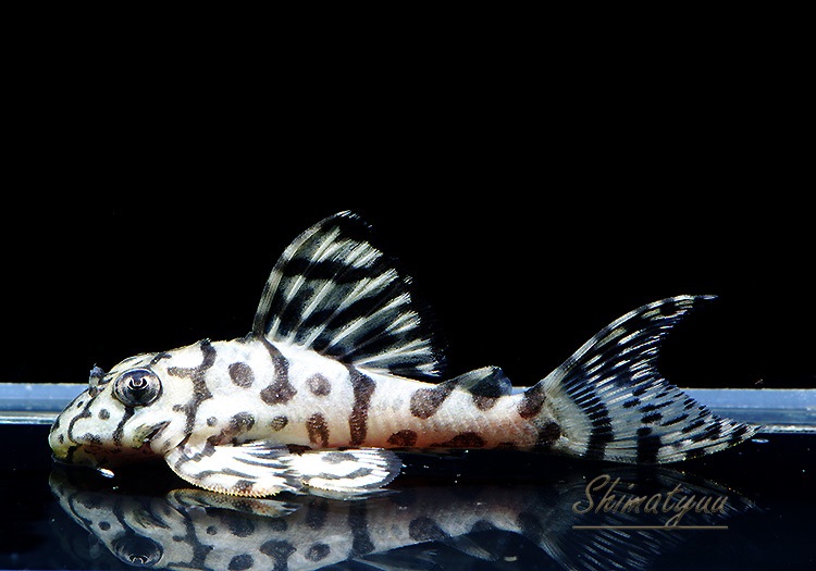 ����ʪ��L236���ꥢ�롡�ᥬ���饦�󥼥֥顡�礭�ܡ�No.07