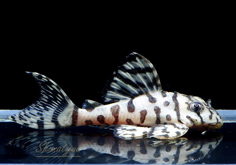 ����ʪ��L236���ꥢ�롡�ᥬ���饦�󥼥֥顡�礭�ܡ�No.07