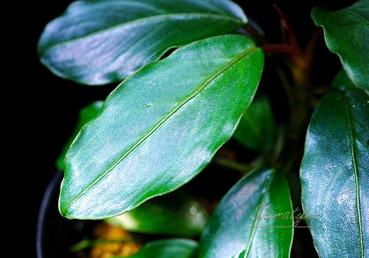 ����ʪ��Bucephalandra sp. Blue Melon�����  2020.10��No.48