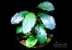 ����ʪ��Bucephalandra sp. Blue Melon�����  2020.10��No.48