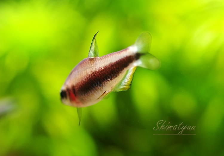 熱帯魚 ブラックインパイクティステトラ Wild 3匹 熱帯魚 カラシンwild Aqua F東京店通販ショップ 熱帯魚 ブラックインパイクティステトラ Wild 3匹 熱帯魚 カラシンwild Aqua F東京店通販ショップ