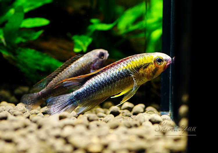 Ap��������إ�ߡ��ȥ������֥꡼�ɡɡ�1�У�