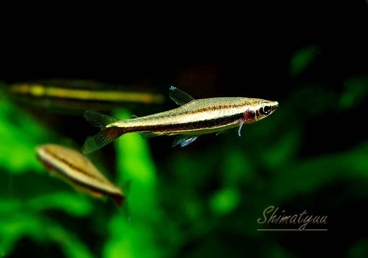 ��Ǯ�ӵ��ۡ��ʥΥ��ȥॹ���ǥ�����ॹ����Rio Copatona �ɡ�WILD��1ɤ