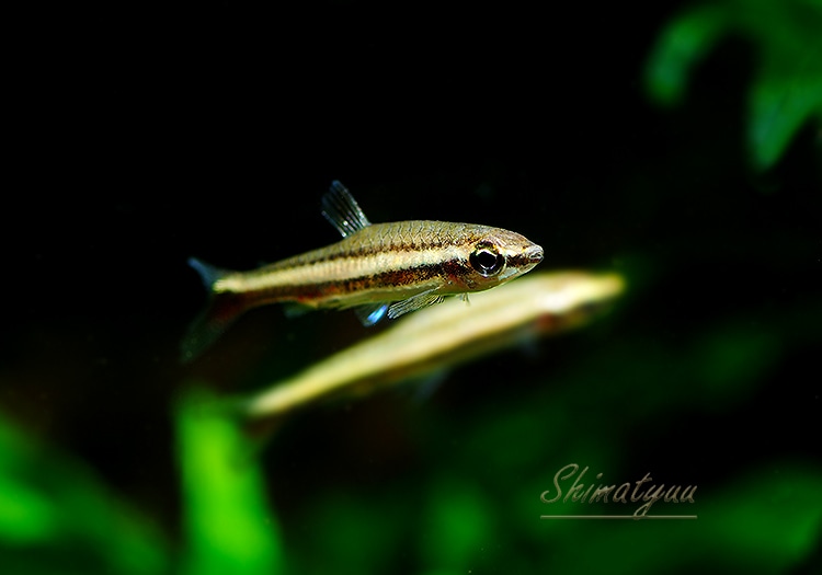 ��Ǯ�ӵ��ۡ��ʥΥ��ȥॹ���ǥ�����ॹ����Rio Copatona �ɡ�WILD��1ɤ