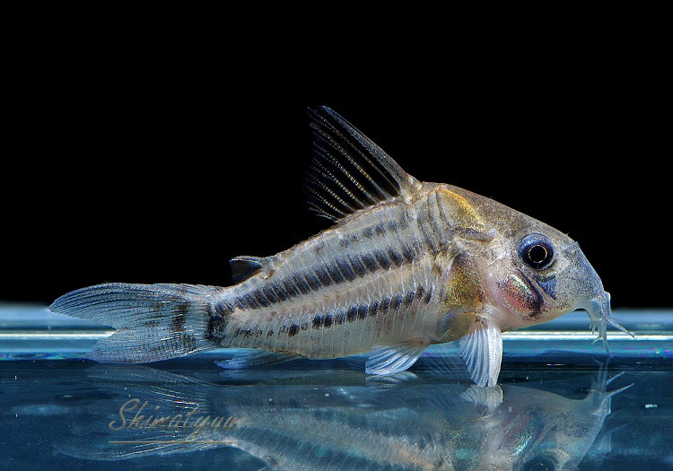 ʪCѥͥꥢWILDMˡNo.08