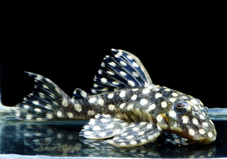 L471���ե��󥷡����ݥåȥץ쥳��WILD��3ɤ