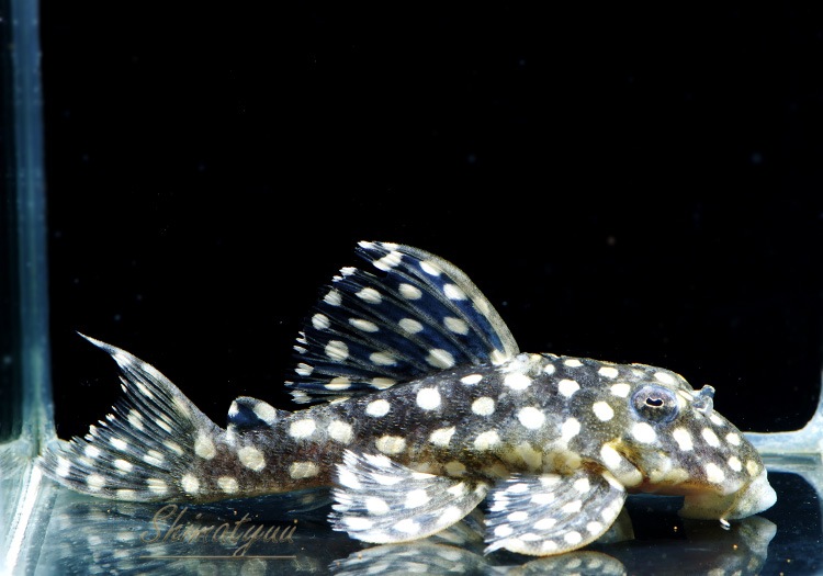 L471���ե��󥷡����ݥåȥץ쥳��WILD��3ɤ