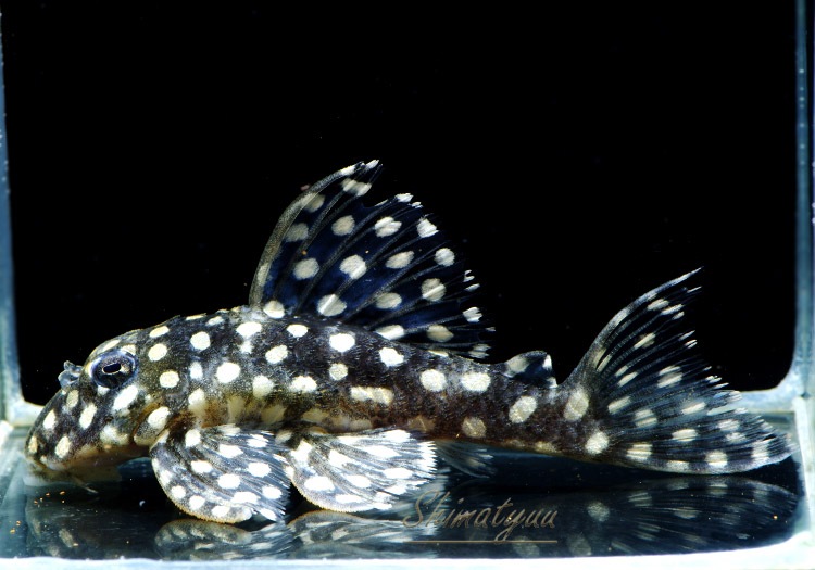 L471���ե��󥷡����ݥåȥץ쥳��WILD��3ɤ