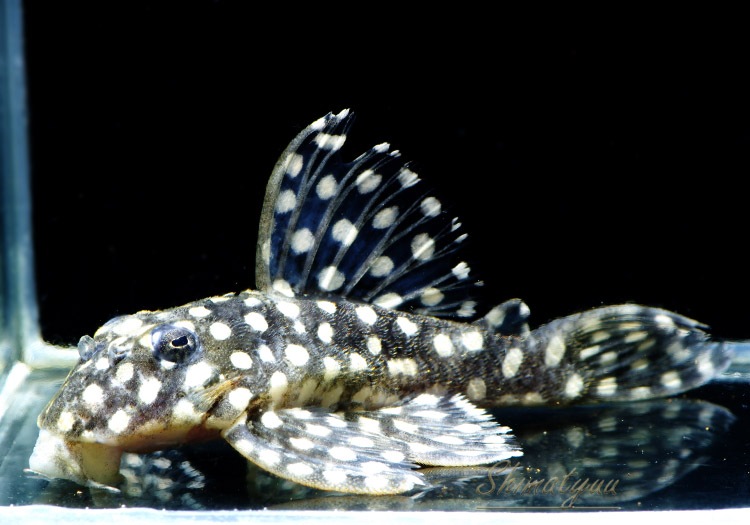 L471���ե��󥷡����ݥåȥץ쥳��WILD��3ɤ