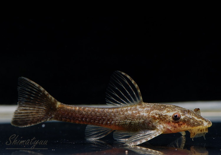 熱帯魚 オトシンネグロ 国産ブリード 1匹 プレコ オトシンクルス ファロエラ 他 Aqua F東京店通販ショップ