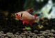 ��Ǯ�ӵ��ۡ��ե����䡼�ե���ȥ�ƥȥ顡WILD��1ɤ
