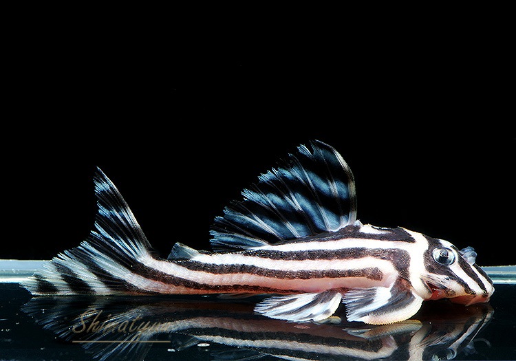 ����ڥꥢ�를�֥顡�ȣ£����ɡ�6.0��8.5cm��ͺ5ɤ