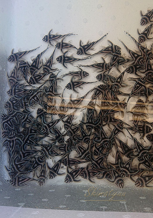 ����ڥꥢ�를�֥顡�ȣ£����ɡ�6.0��8.5cm��ͺ5ɤ