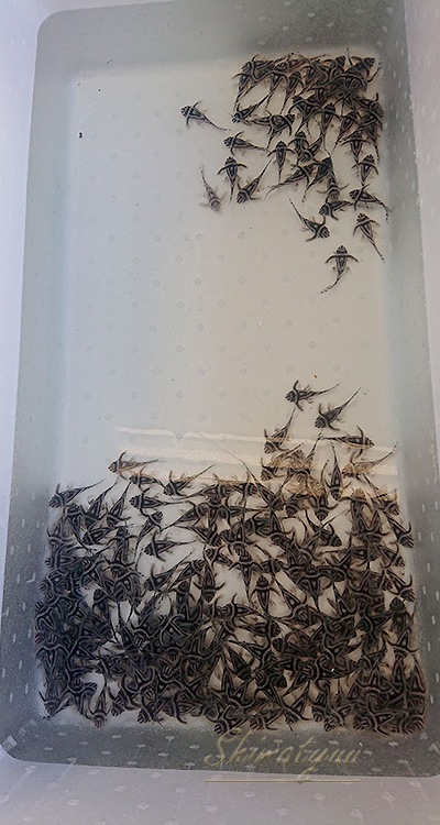 ����ڥꥢ�를�֥顡�ȣ£����ɡ�6.0��8.5cm��ͺ5ɤ