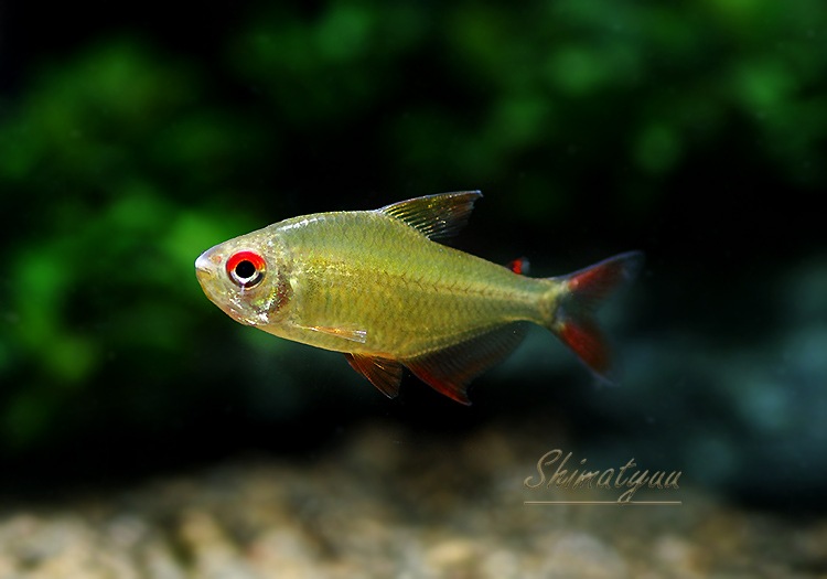 熱帯魚】 スーパーレモンテトラ “ジャカレアカンガ” WILD 1匹 | 熱帯魚