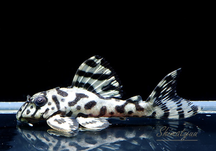 ����ʪ��L236���ꥢ�롡�ᥬ���饦�󥼥֥顡�礭�ܡ�No.08