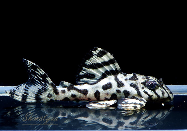 ����ʪ��L236���ꥢ�롡�ᥬ���饦�󥼥֥顡�礭�ܡ�No.08