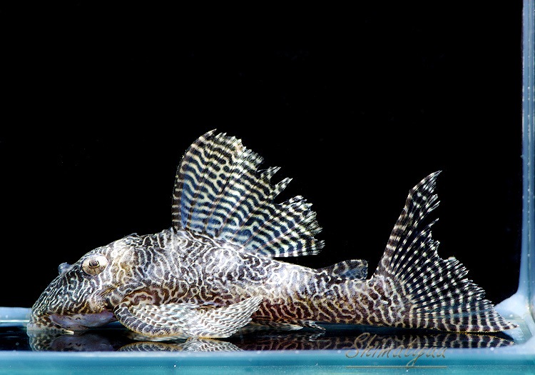 �ۥ磻�ȥ���٥����ץ쥳���ȥ���껺�ɡ�3ɤ