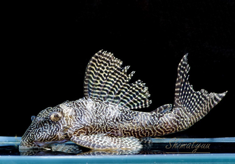 �ۥ磻�ȥ���٥����ץ쥳���ȥ���껺�ɡ�3ɤ