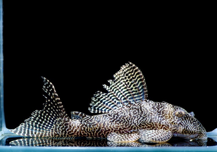 �ۥ磻�ȥ���٥����ץ쥳���ȥ���껺�ɡ�3ɤ