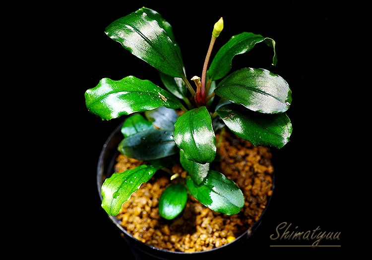 ブセファランドラ Bucephalandra sp.Mukok black ブセファランドラ】 Bucephalandra sp. Mukok Black 1株