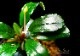 ����ʪ��Bucephalandra sp. Super Blue Red�����  2020.7��No.49