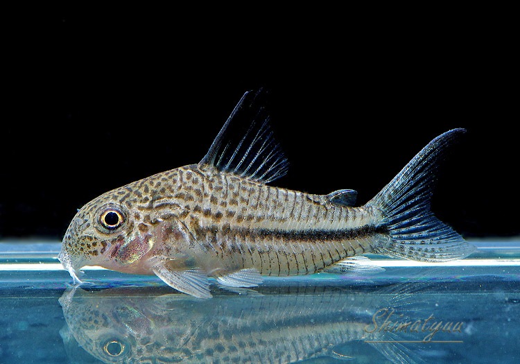 ʪã.sp.ԥѥȥꥪץʡɡWILDNo.01