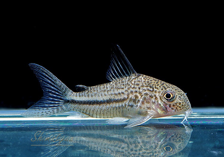 ʪã.sp.ԥѥȥꥪץʡɡWILDNo.01