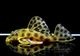 �إߥ��󥷥��ȥ륹 ��ǥ����󥹡�WILD���ȥ���ʥ�ɡ�No.02